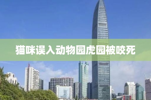 猫咪误入动物园虎园被咬死