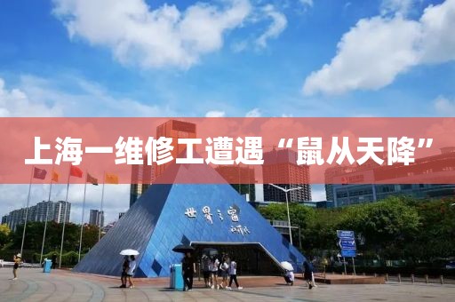 上海一维修工遭遇“鼠从天降”