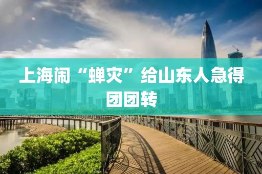 上海闹“蝉灾”给山东人急得团团转