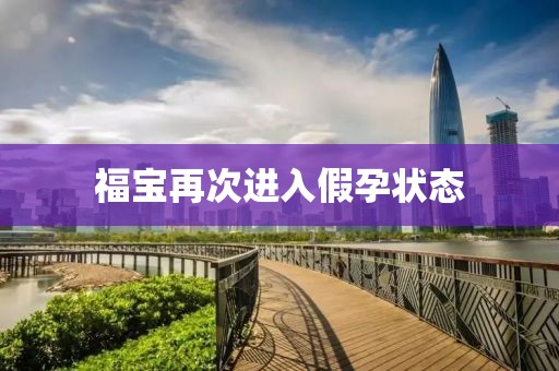 福宝再次进入假孕状态