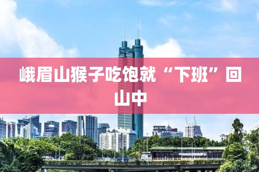 峨眉山猴子吃饱就“下班”回山中