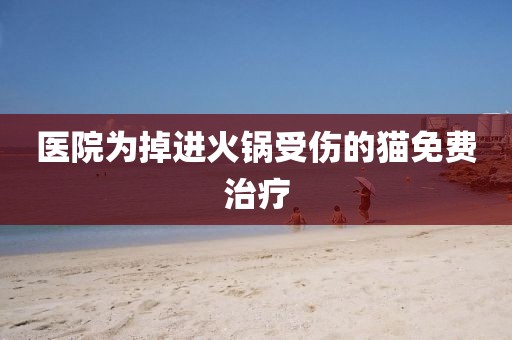 医院为掉进火锅受伤的猫免费治疗