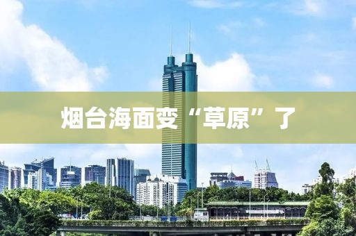 烟台海面变“草原”了