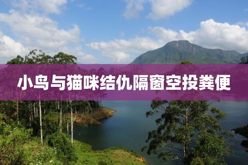 小鸟与猫咪结仇隔窗空投粪便