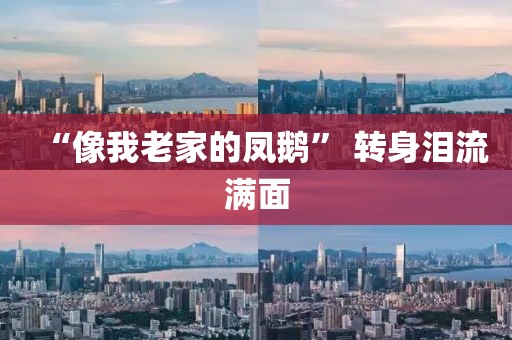 “像我老家的凤鹅” 转身泪流满面