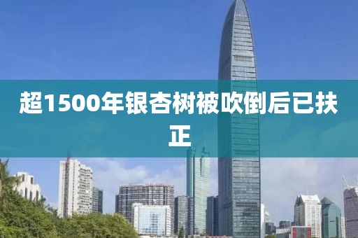 超1500年银杏树被吹倒后已扶正