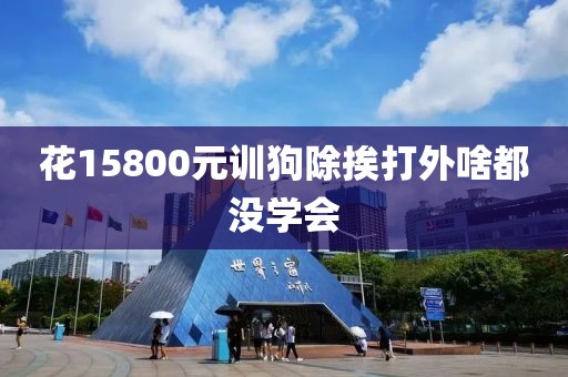 花15800元训狗除挨打外啥都没学会