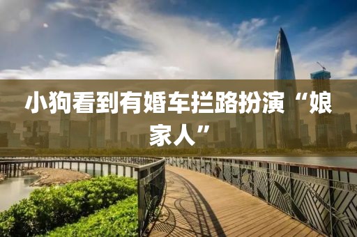 小狗看到有婚车拦路扮演“娘家人”