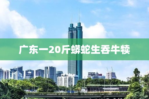 广东一20斤蟒蛇生吞牛犊