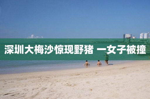 深圳大梅沙惊现野猪 一女子被撞