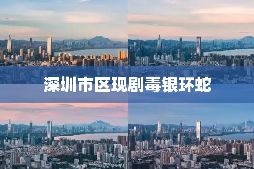 深圳市区现剧毒银环蛇