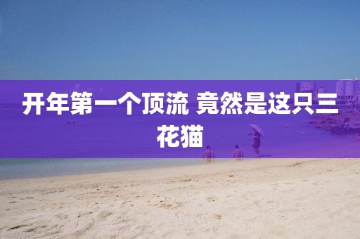 开年第一个顶流 竟然是这只三花猫