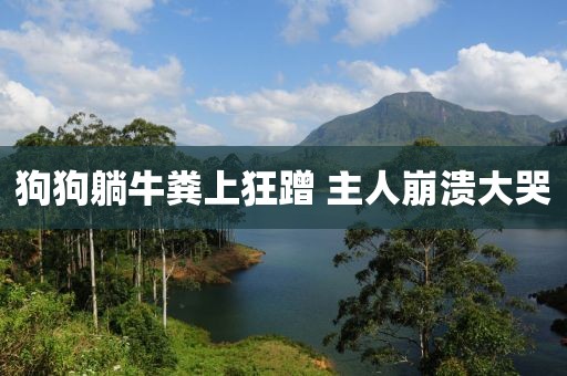 狗狗躺牛粪上狂蹭 主人崩溃大哭