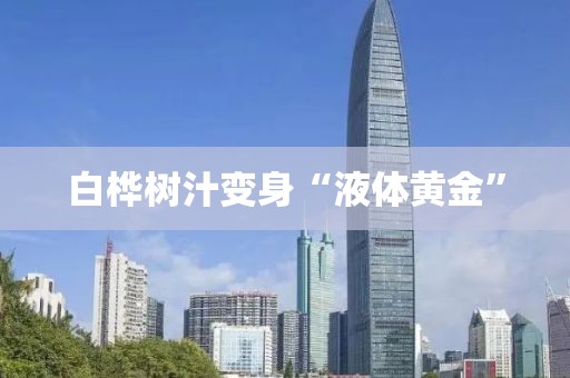 白桦树汁变身“液体黄金”