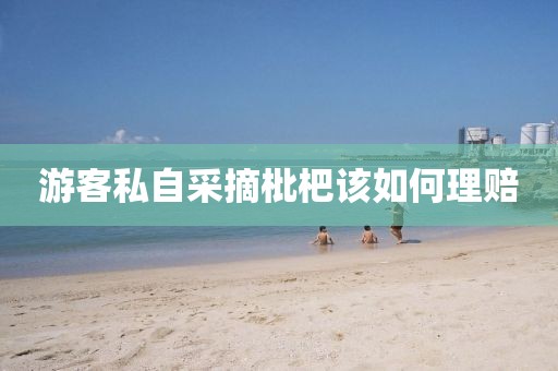 游客私自采摘枇杷该如何理赔 游客私自采摘枇杷该如何理赔