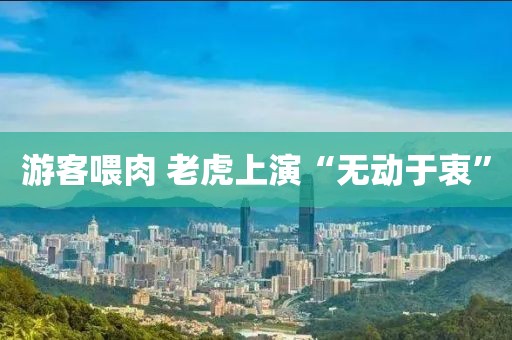 游客喂肉 老虎上演“无动于衷”