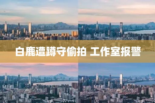白鹿遭蹲守偷拍 工作室报警