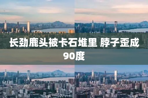 长劲鹿头被卡石堆里 脖子歪成90度