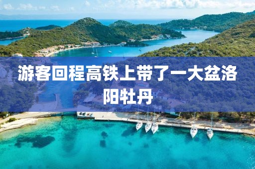 游客回程高铁上带了一大盆洛阳牡丹