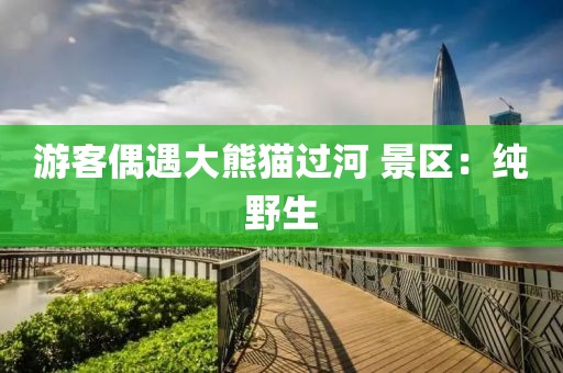 游客偶遇大熊猫过河 景区：纯野生